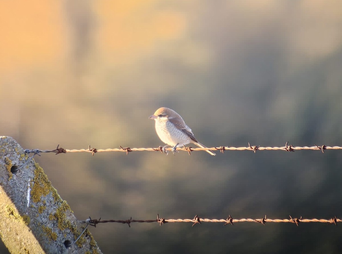 Brown Shrike - ML644541932