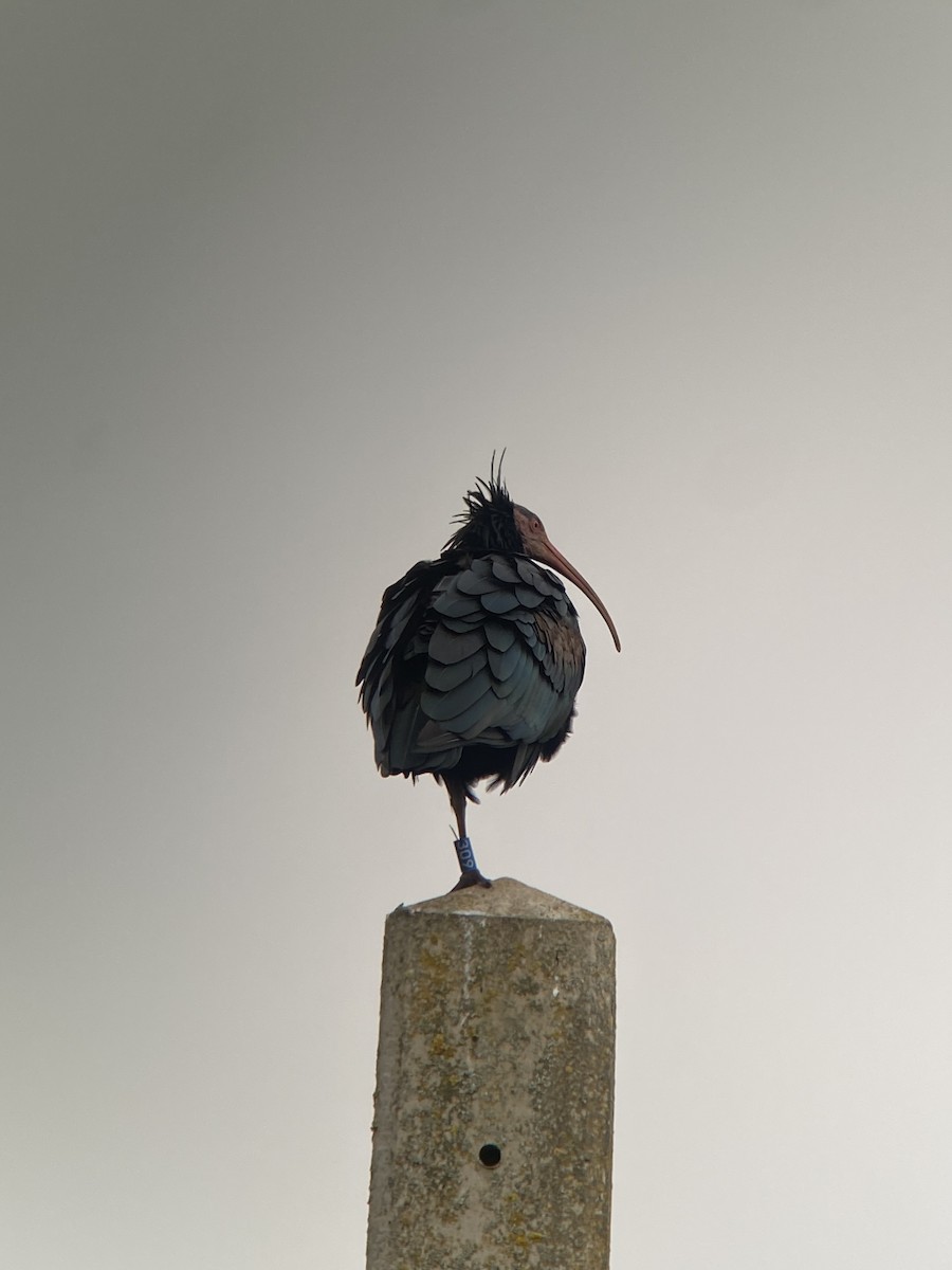 skallet ibis - ML644541933