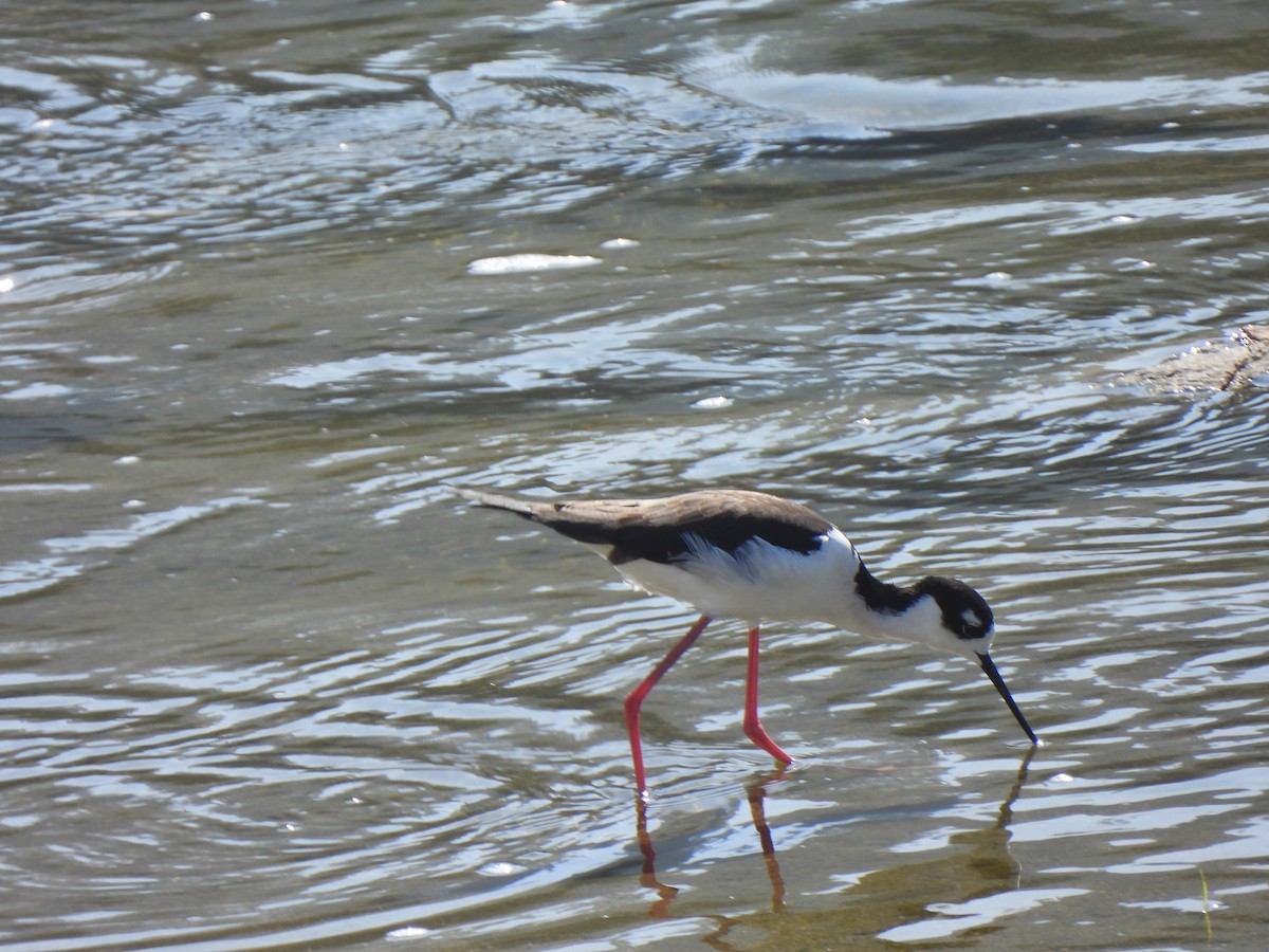 Échasse d'Amérique - ML644541934