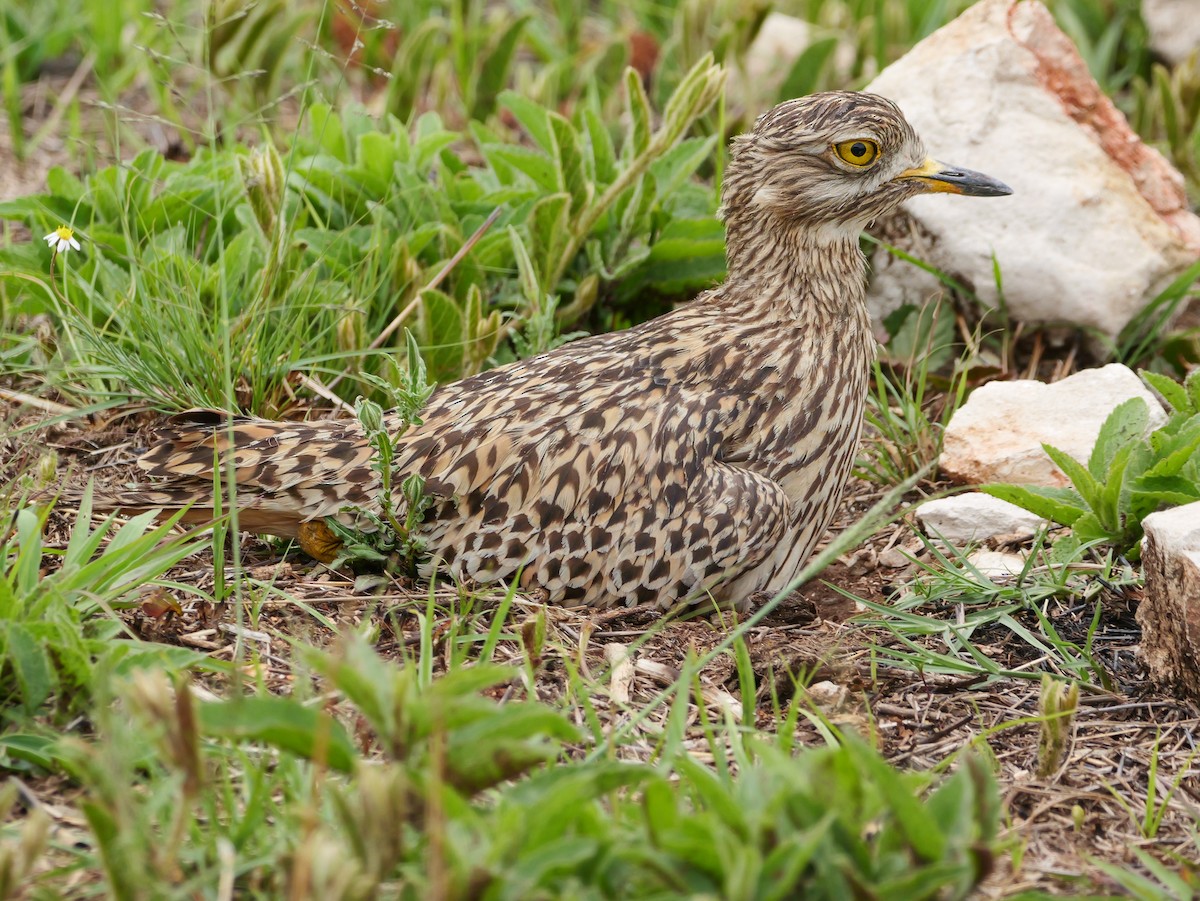 Spotted Thick-knee - ML644541973