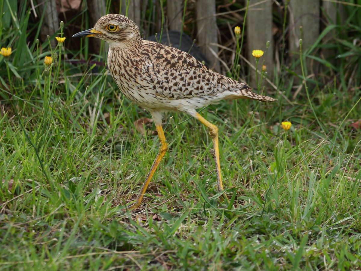 Spotted Thick-knee - ML644541974