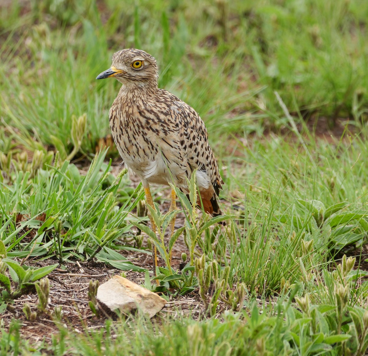 Spotted Thick-knee - ML644541975
