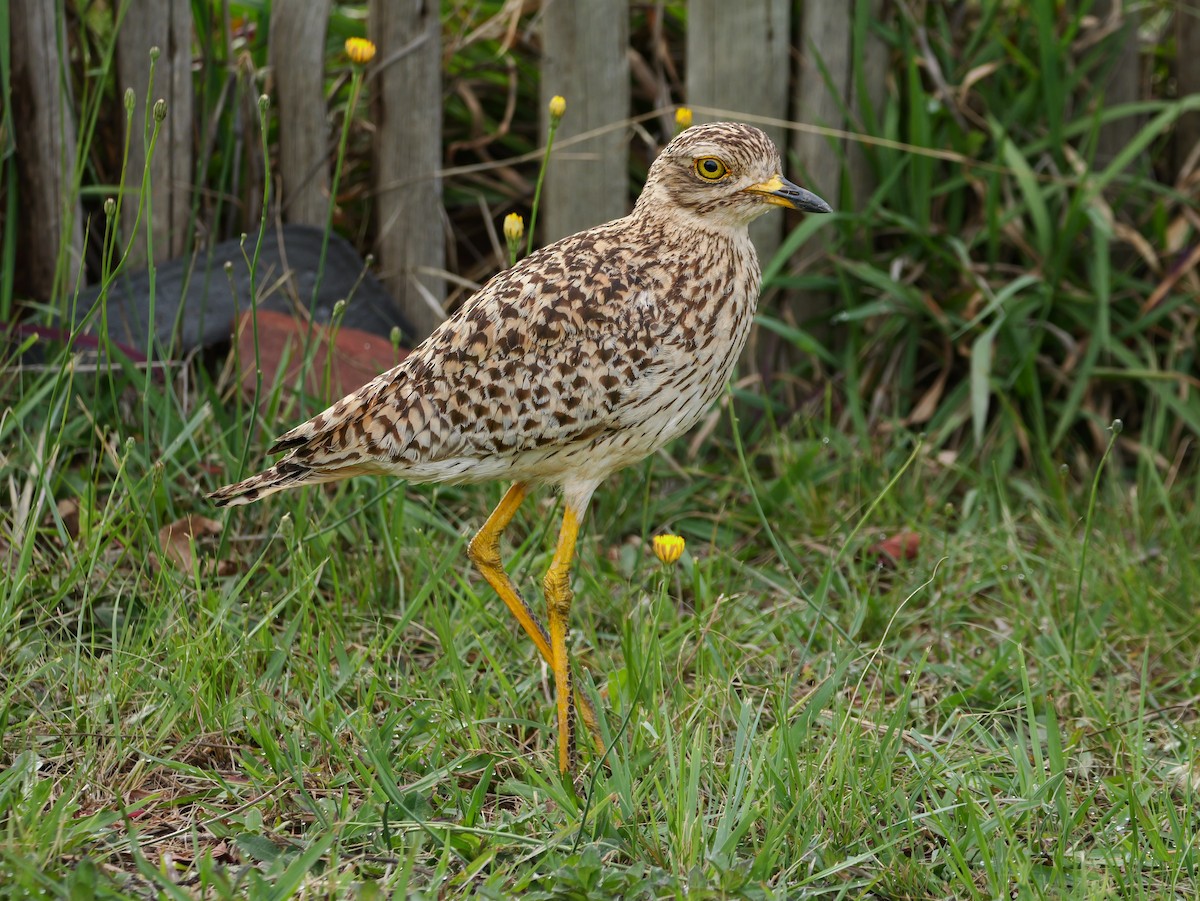 Spotted Thick-knee - ML644541976