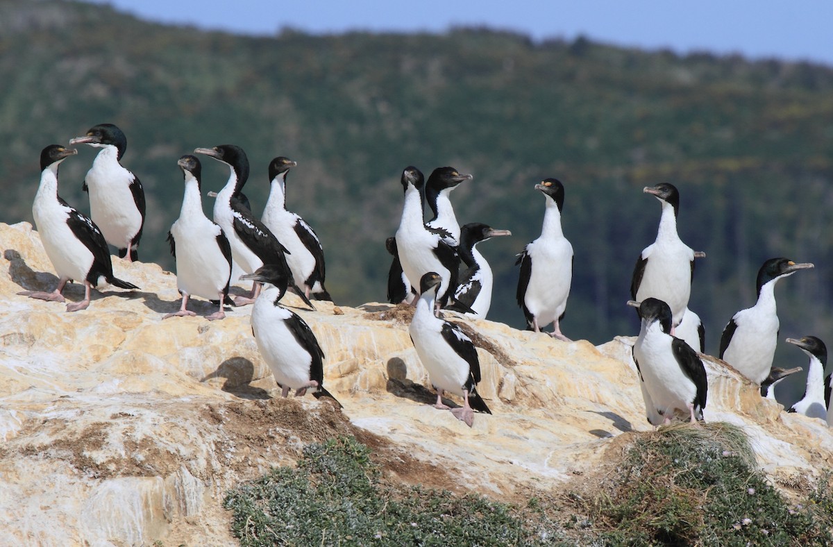 vorteskarv - ML644541977