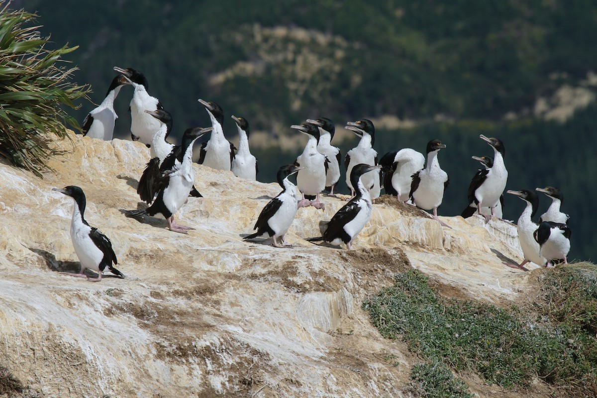 vorteskarv - ML644541979