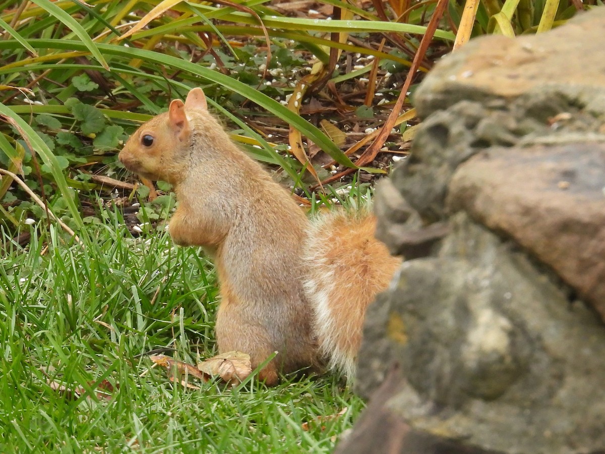 Animals - ML644541980