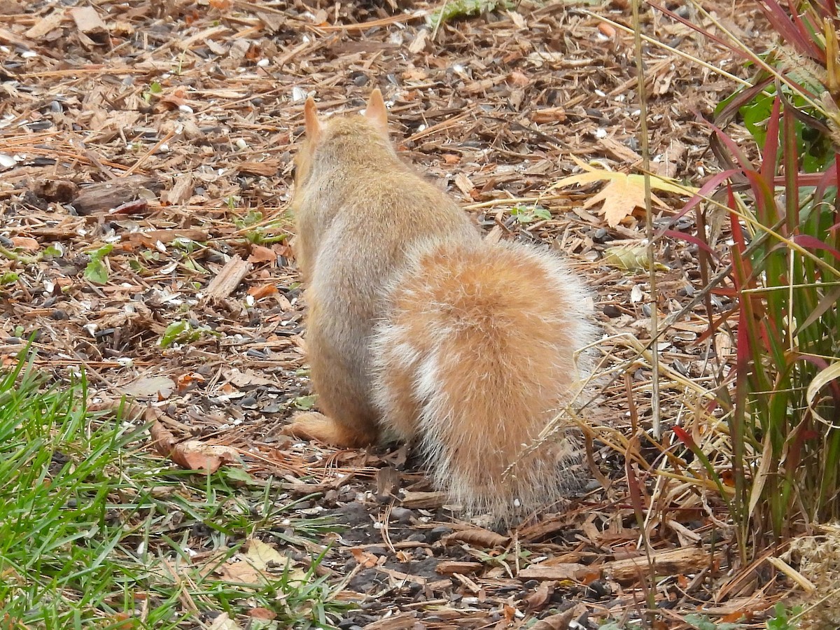 Animals - ML644541981