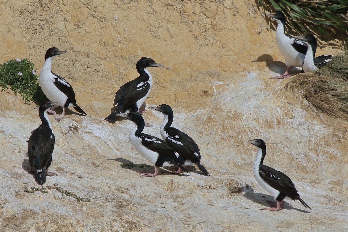 vorteskarv - ML644541982