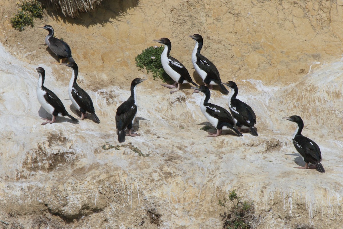 vorteskarv - ML644541983