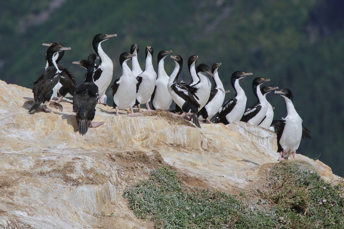 vorteskarv - ML644541984