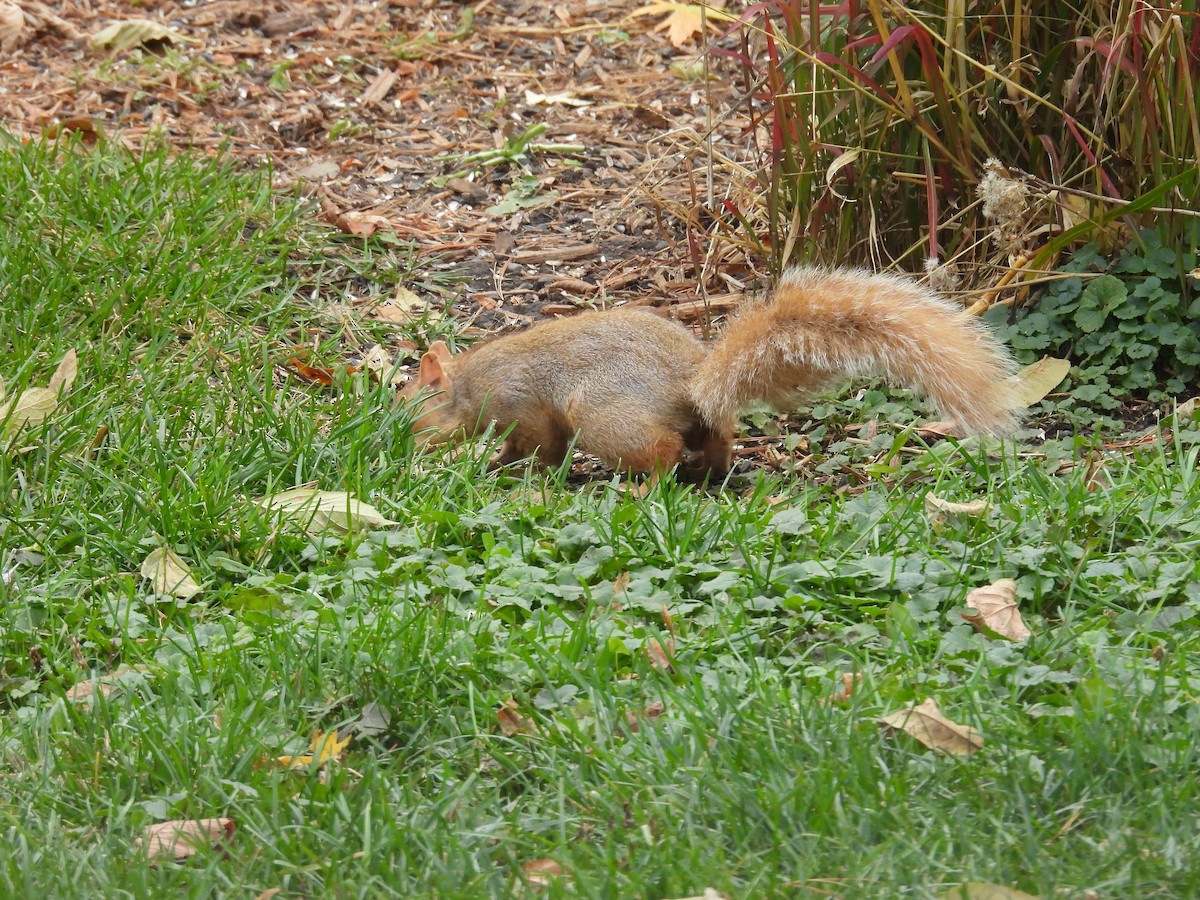 Animals - ML644541985