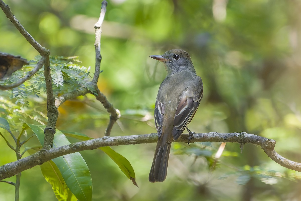 Tyran huppé - ML644541989