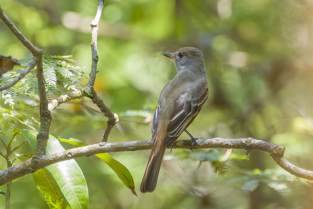 Tyran huppé - ML644541990