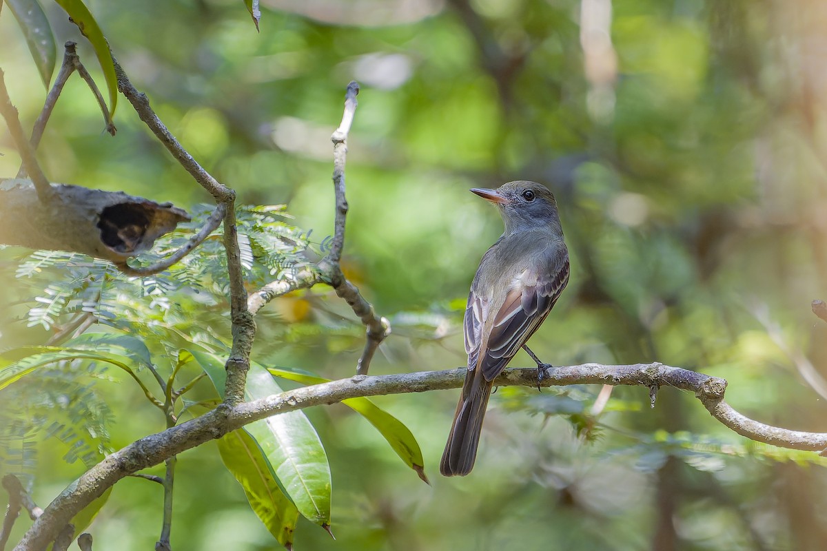 Tyran huppé - ML644541991