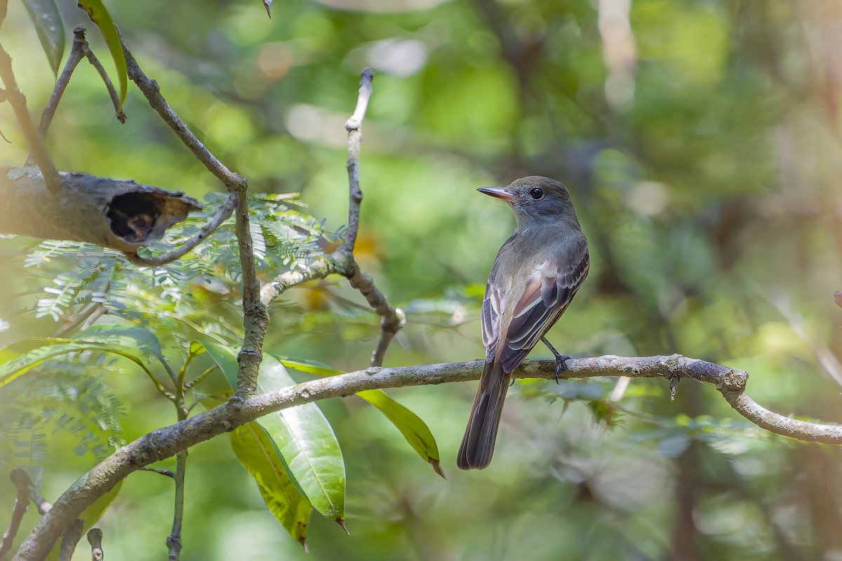 Tyran huppé - ML644541992