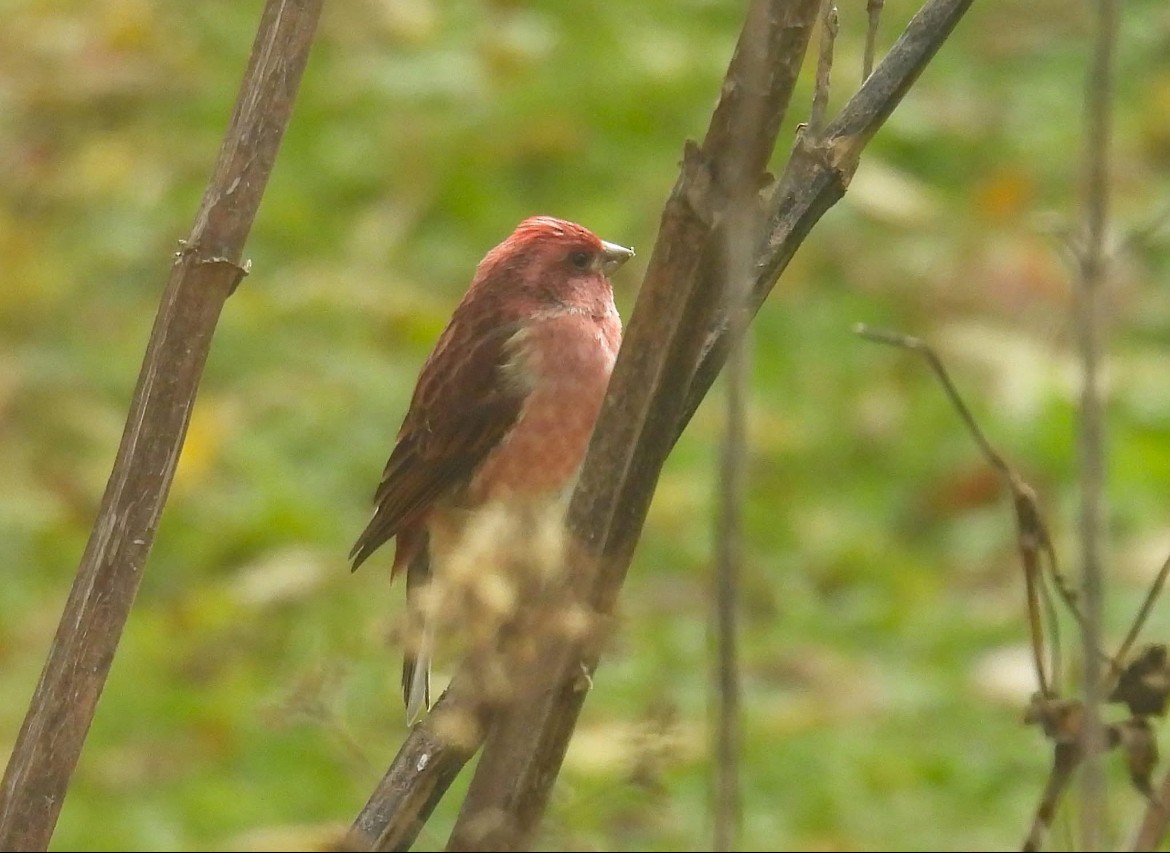 Purple Finch - ML644541996