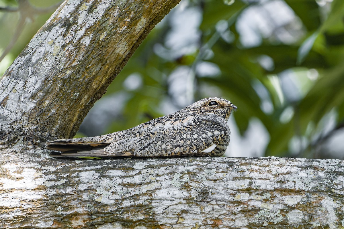 Engoulevent minime - ML644542002