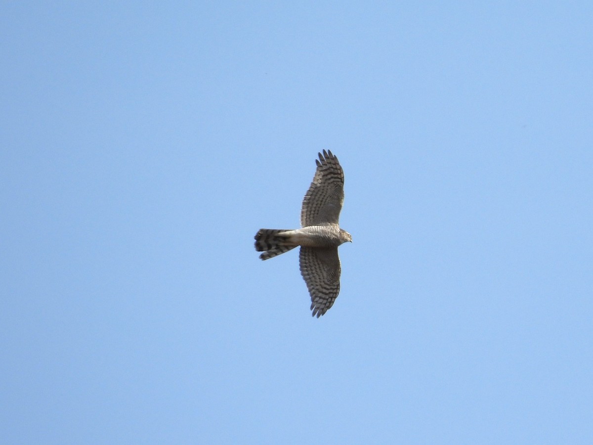 spurvehauk - ML644542010