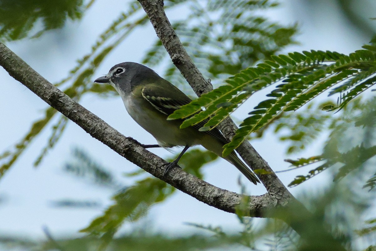 eremittvireo - ML644542011
