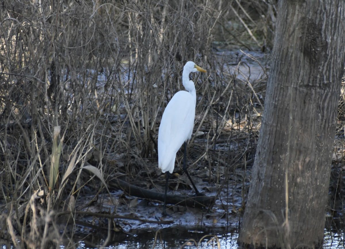 egretthegre - ML644542013