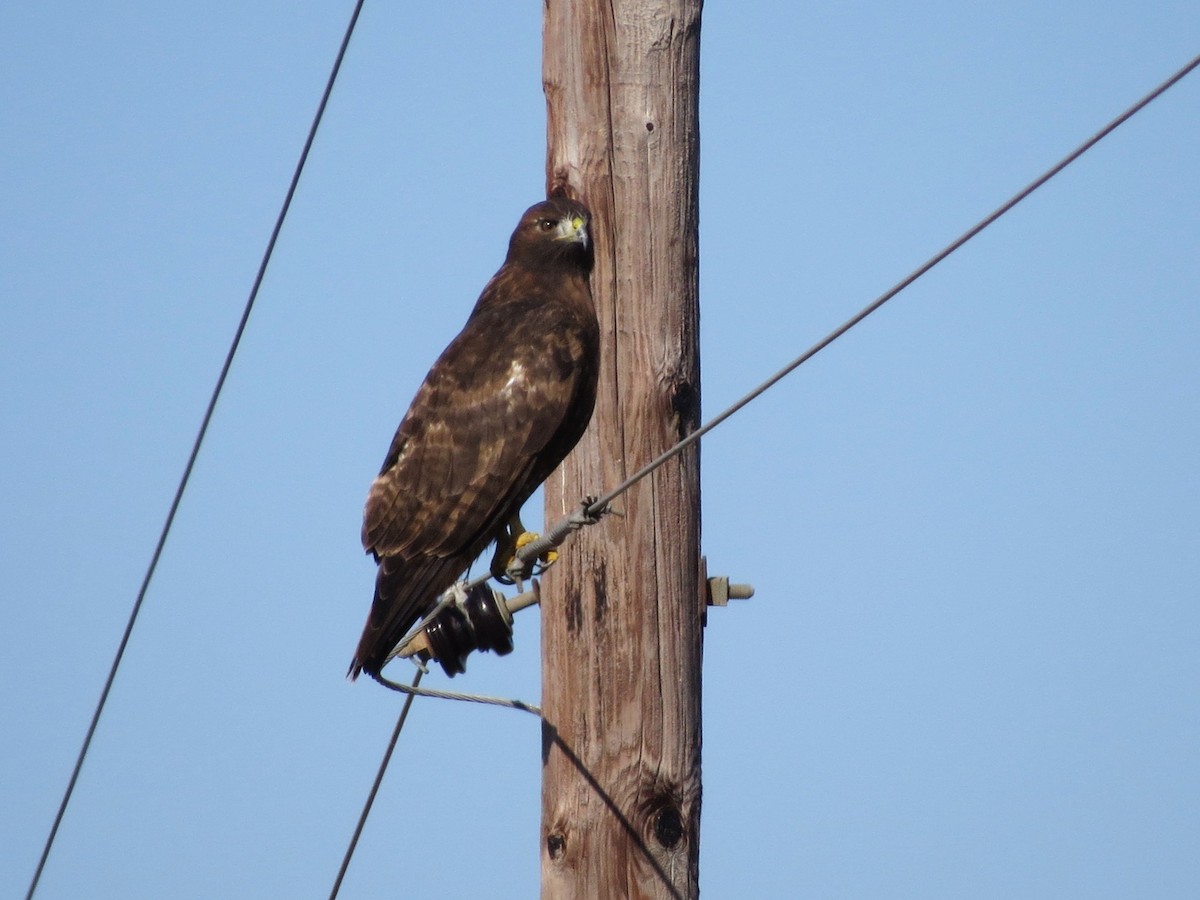 rødstjertvåk - ML644542015