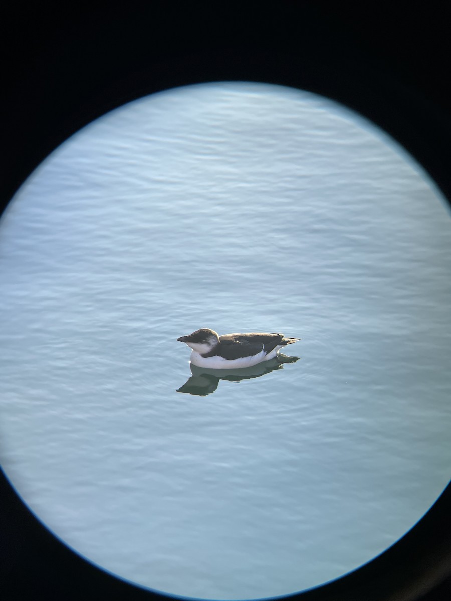 Razorbill - ML644542019