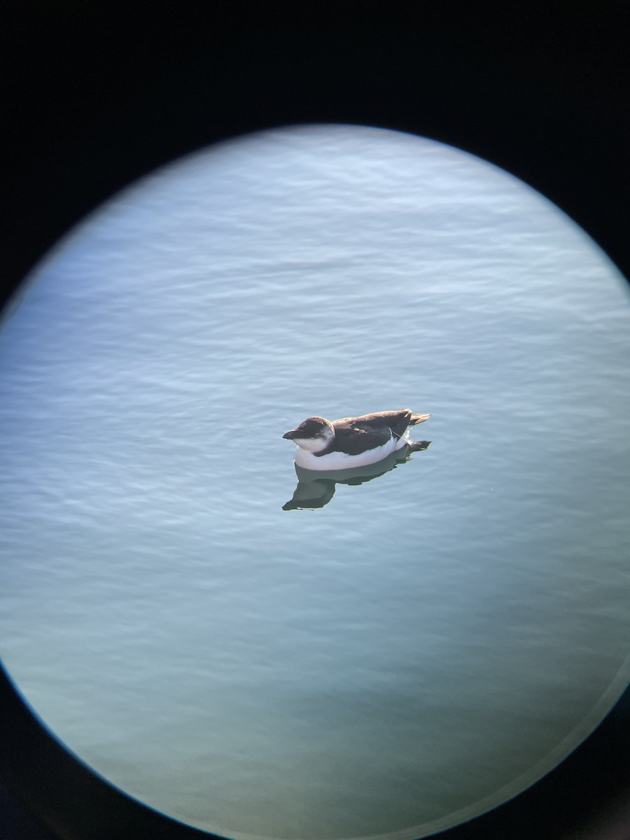 Razorbill - ML644542020