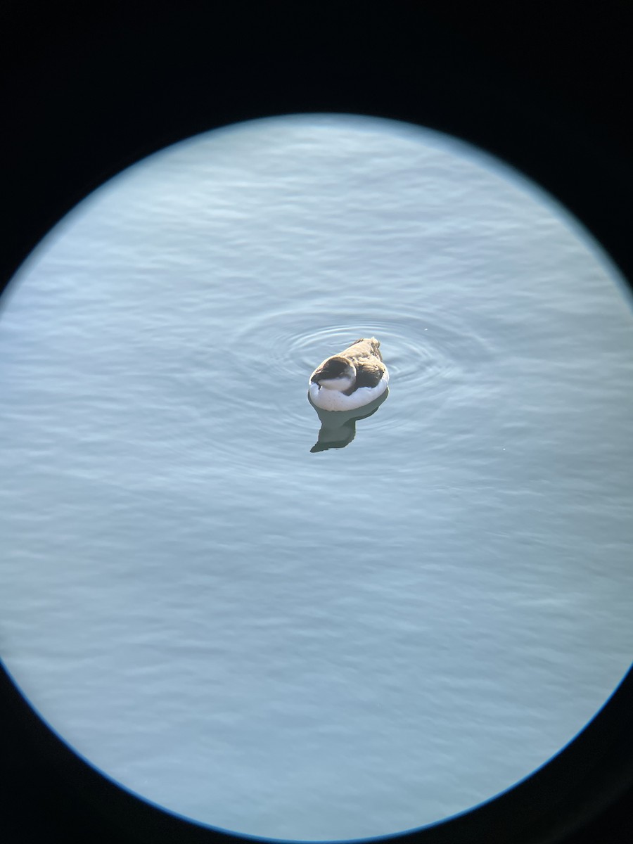 Razorbill - ML644542021