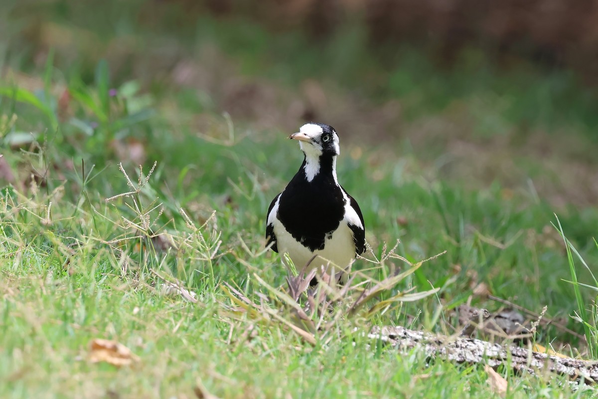 skjærelerke - ML644542025