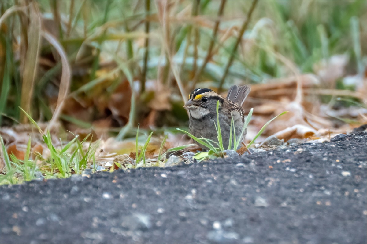 hvitstrupespurv - ML644542027