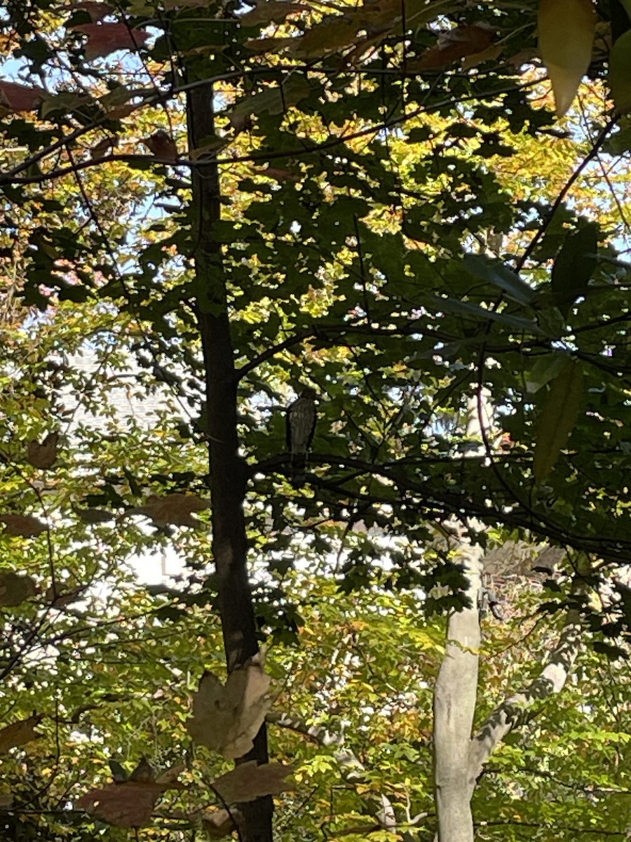 trostehauk - ML644542030