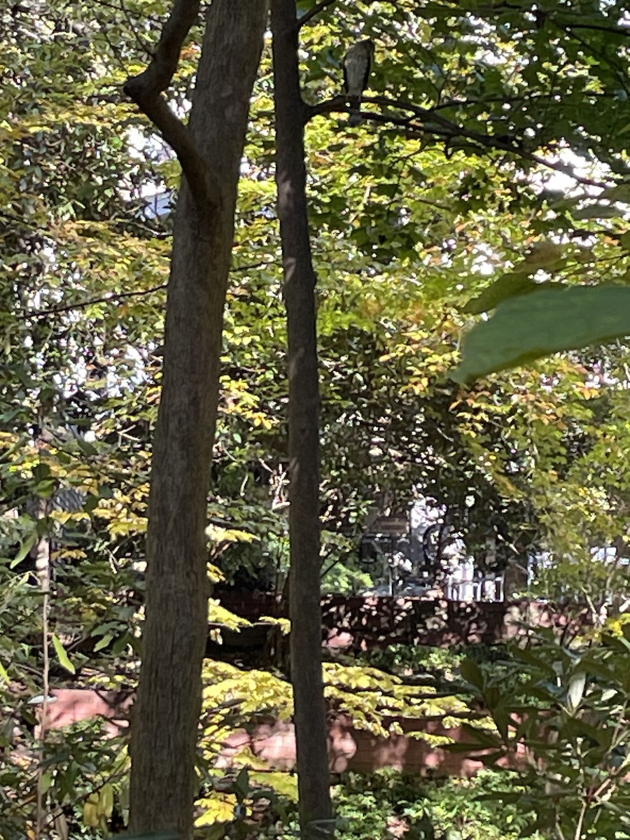 trostehauk - ML644542031