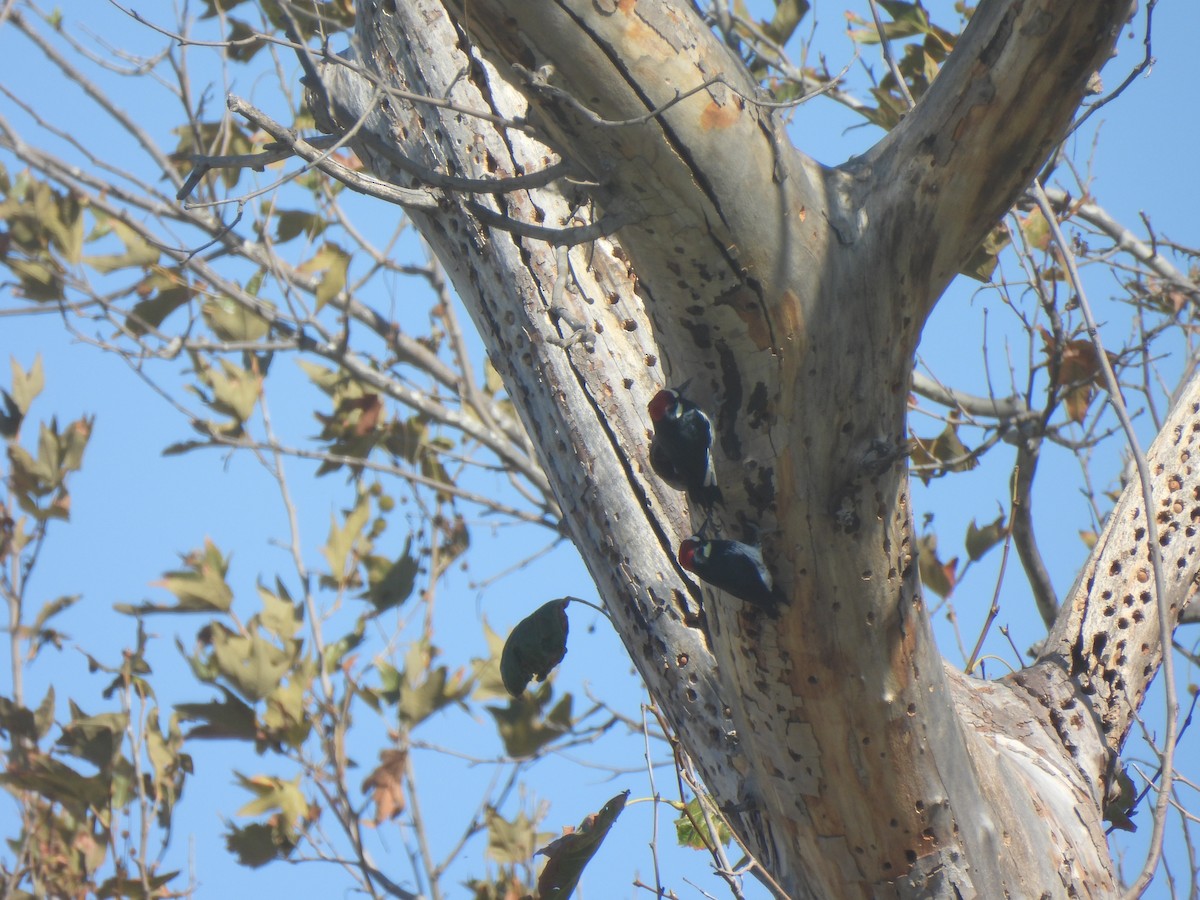 eikespett - ML644542034