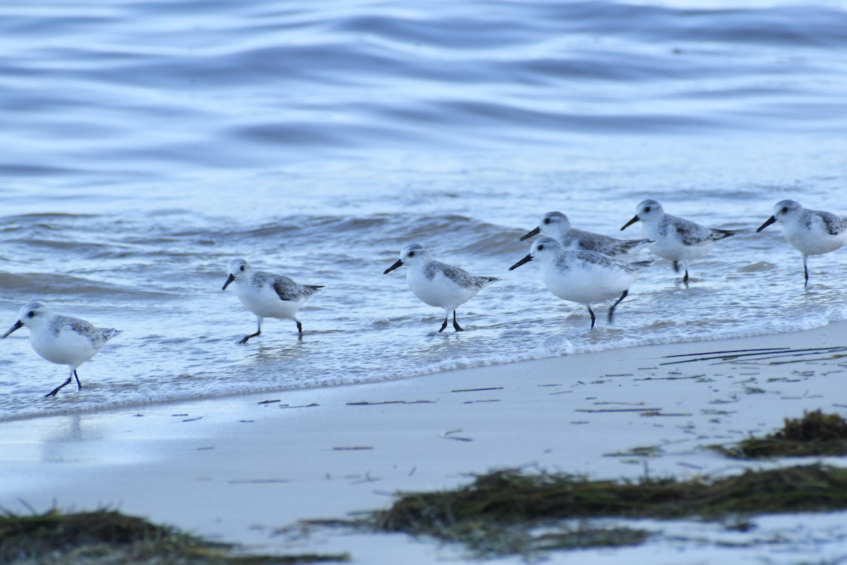 sandløper - ML644542041