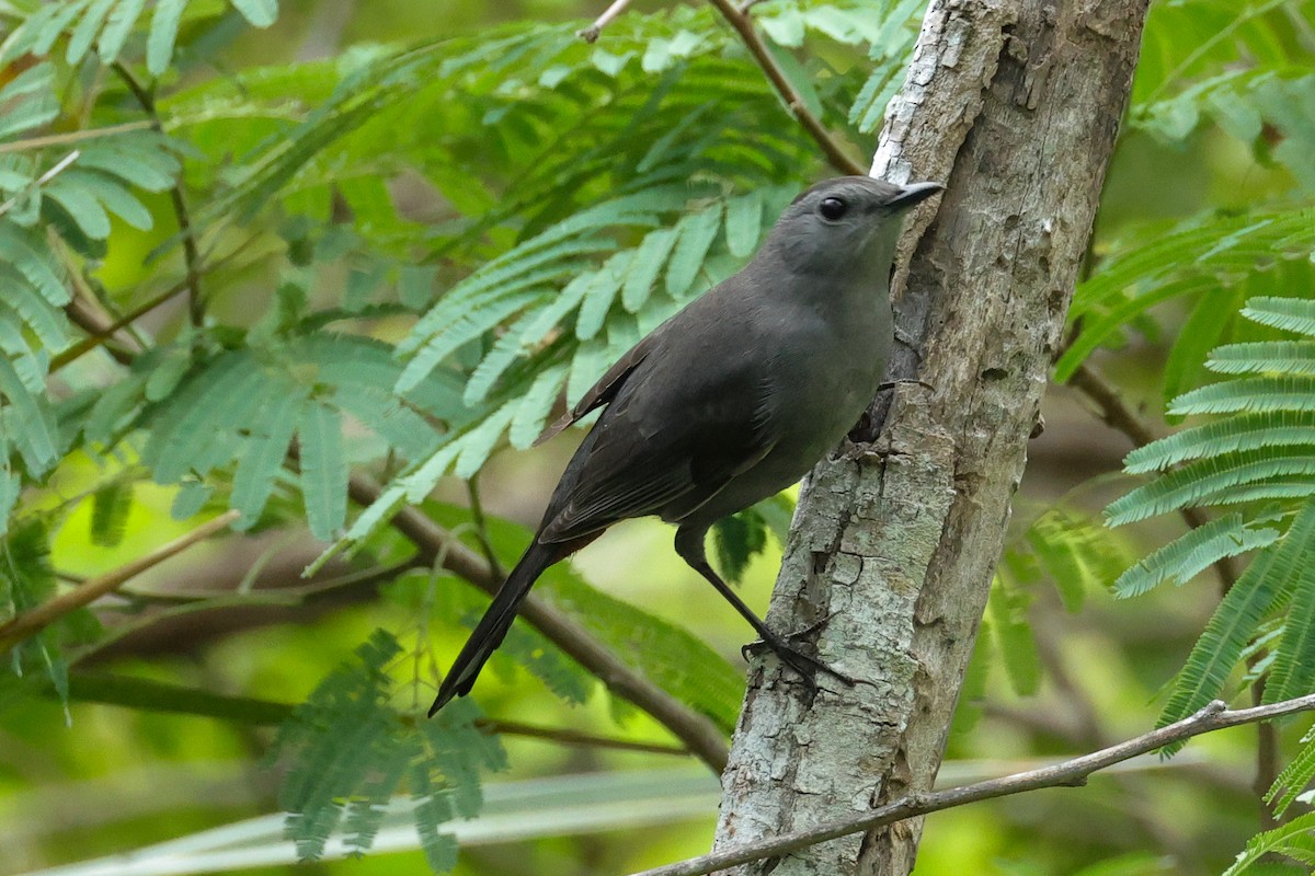 kattespottefugl - ML644542044