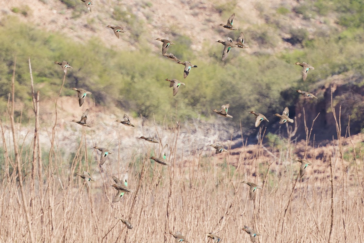 krikkand - ML644542045