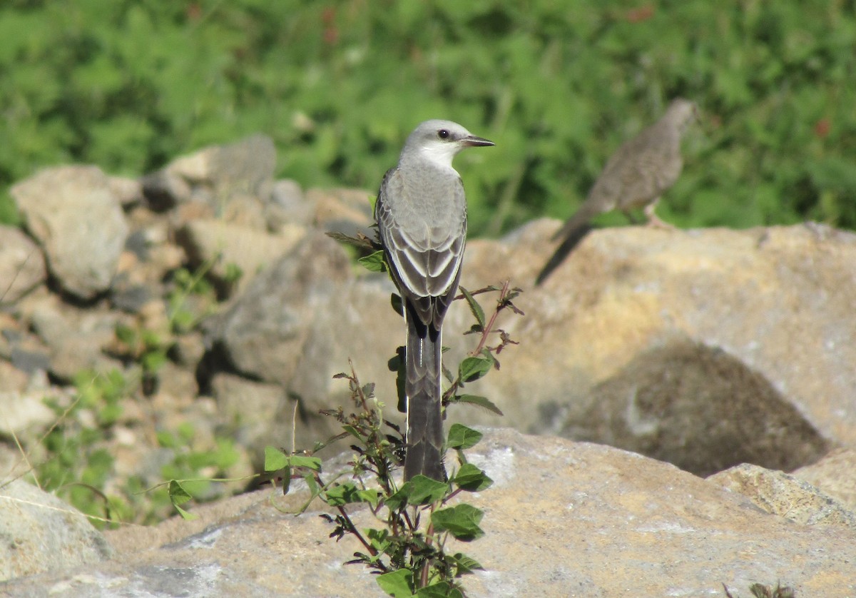 saksetyrann - ML644542046