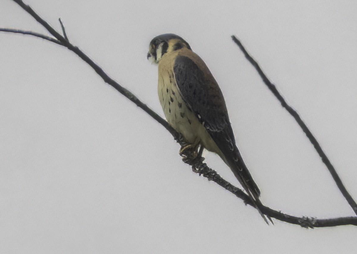 spurvefalk - ML644542048