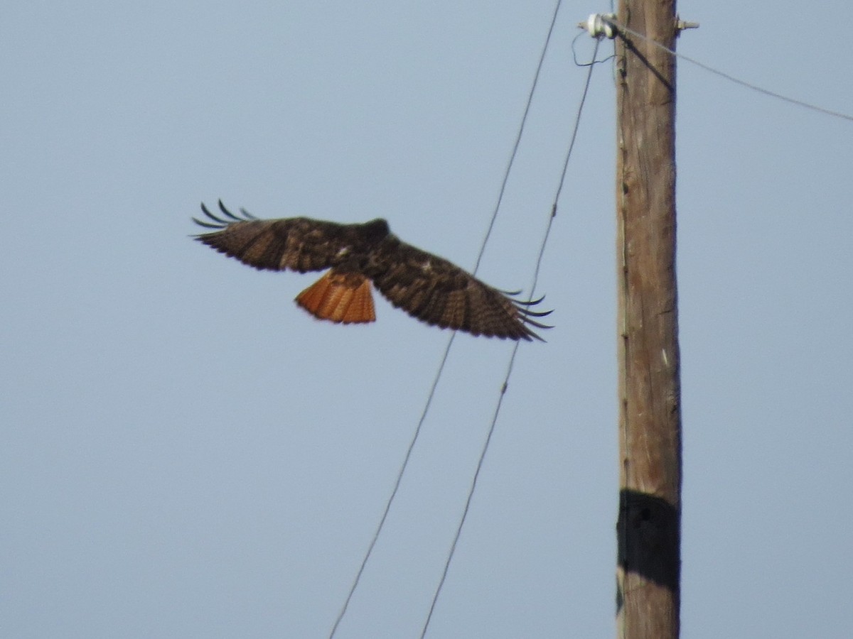 rødstjertvåk - ML644542049