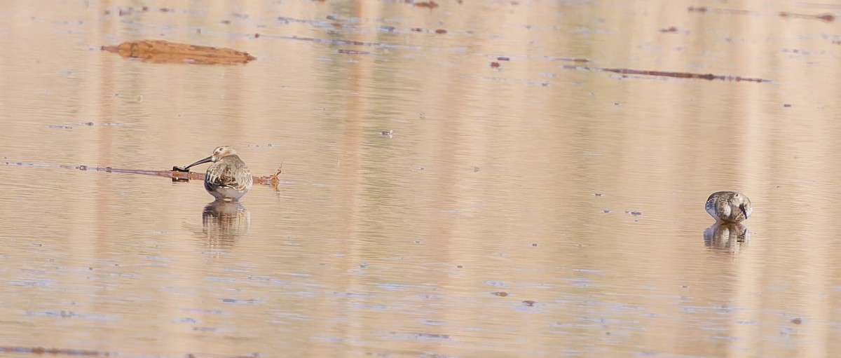 Dunlin - ML644542065
