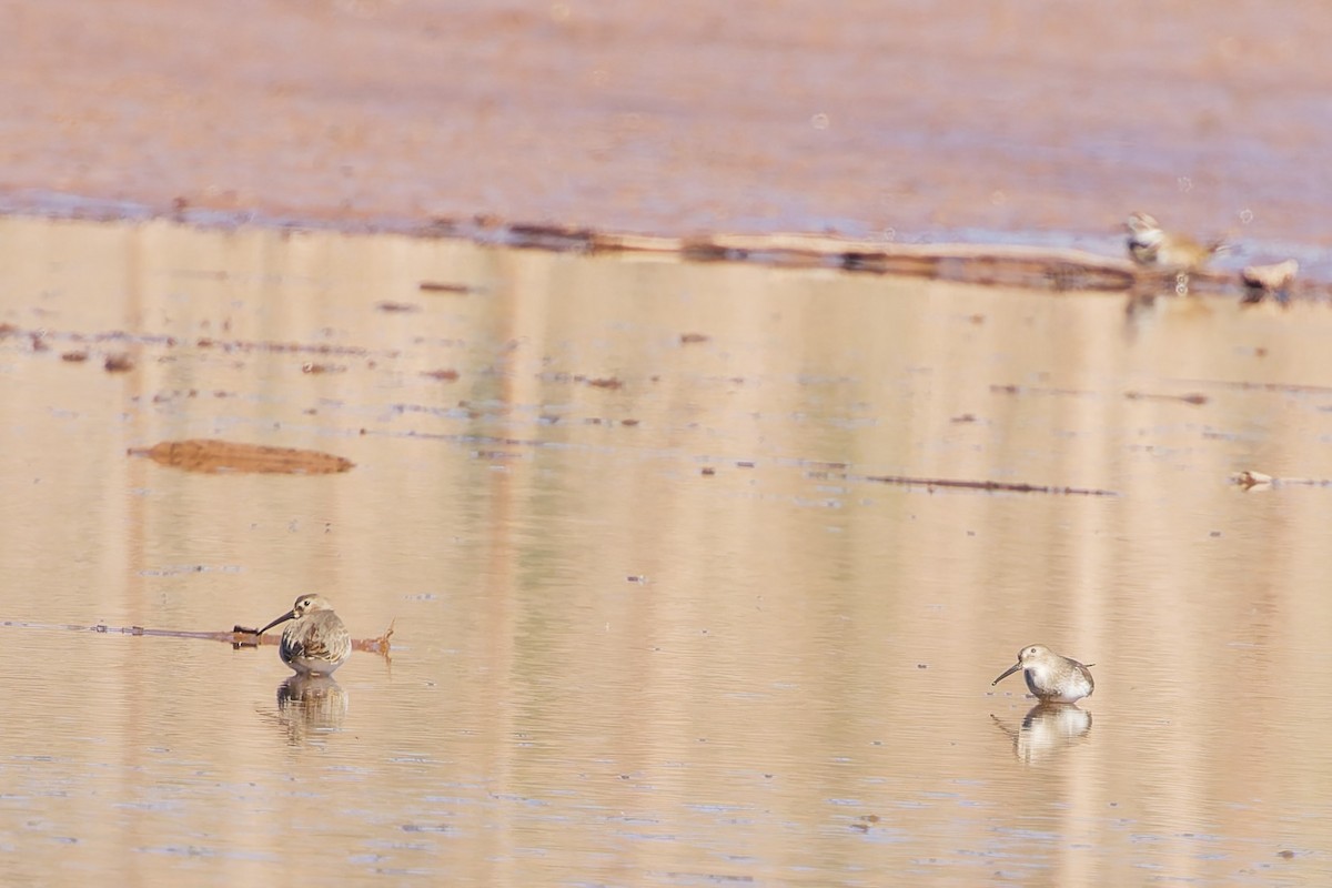 Dunlin - ML644542066