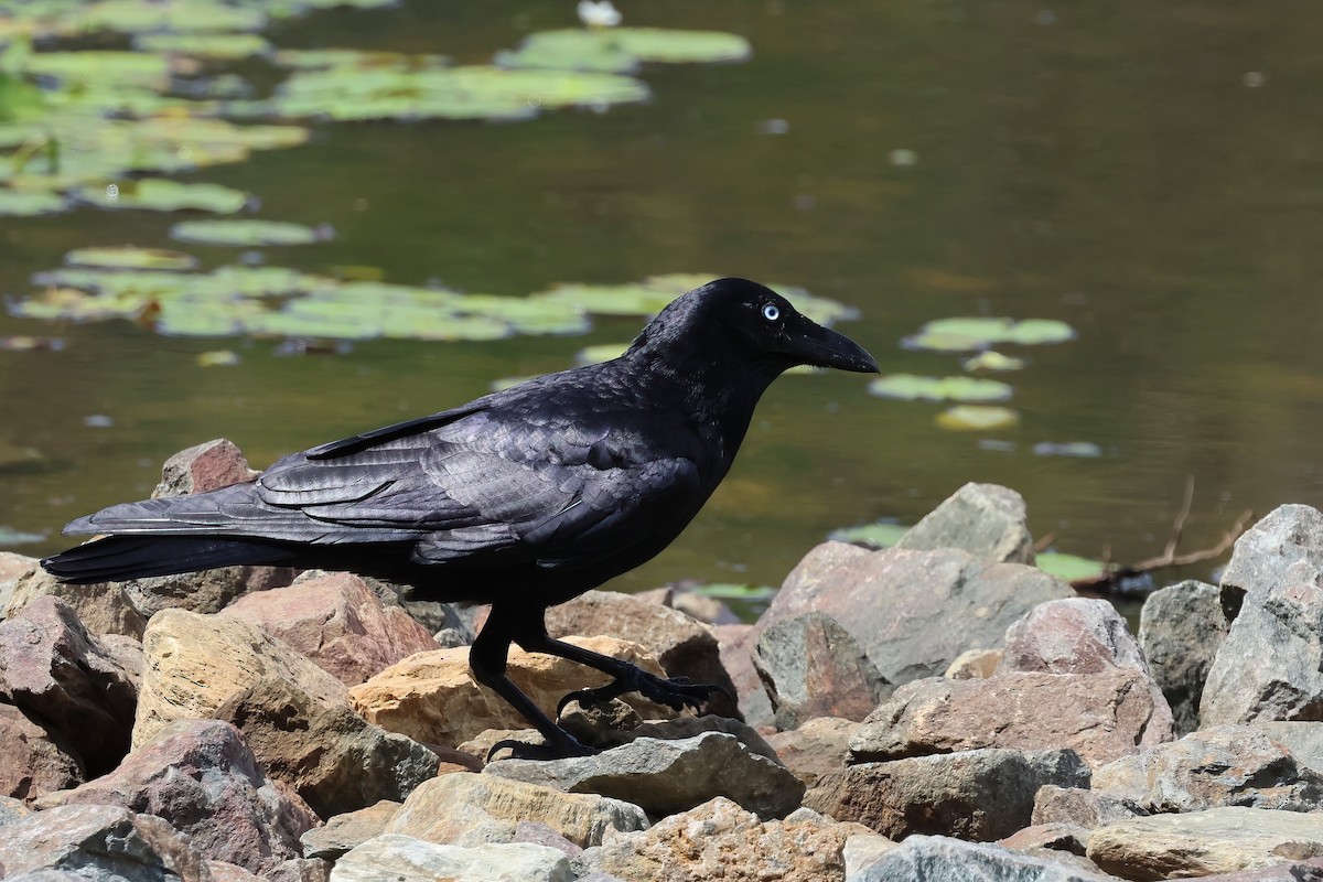 Torresian Crow - ML644542067