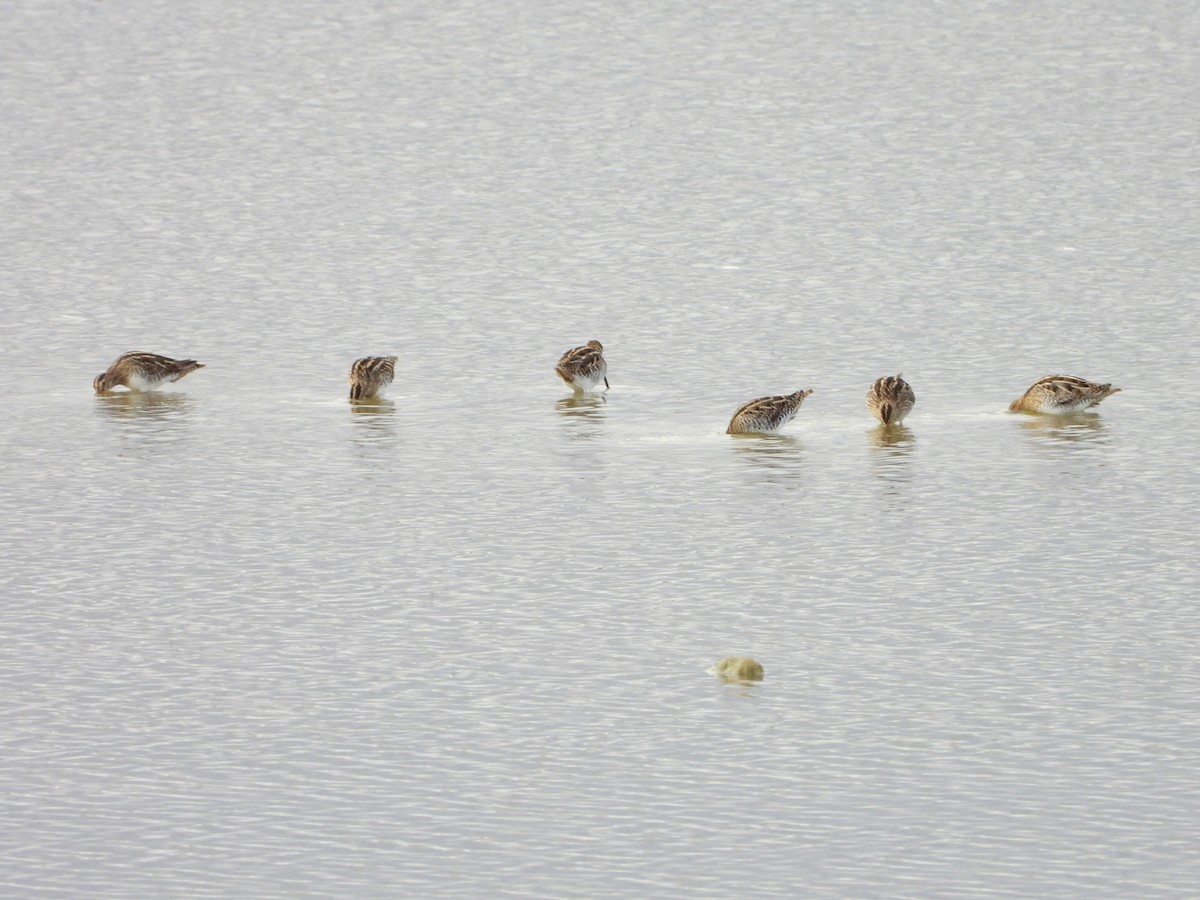 Agachadiza Común - ML644542079