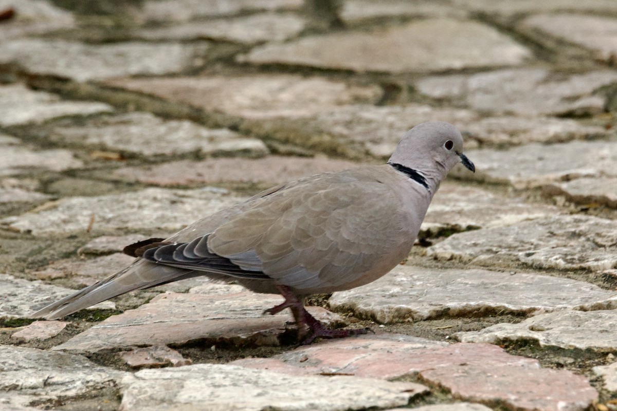 Eurasian Collared-Dove - ML644542081