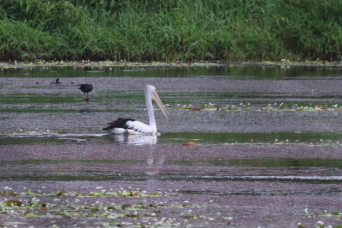 Australian Pelican - ML644542089