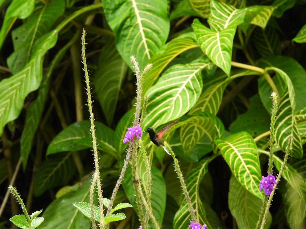Black-bellied Hummingbird - ML644542110