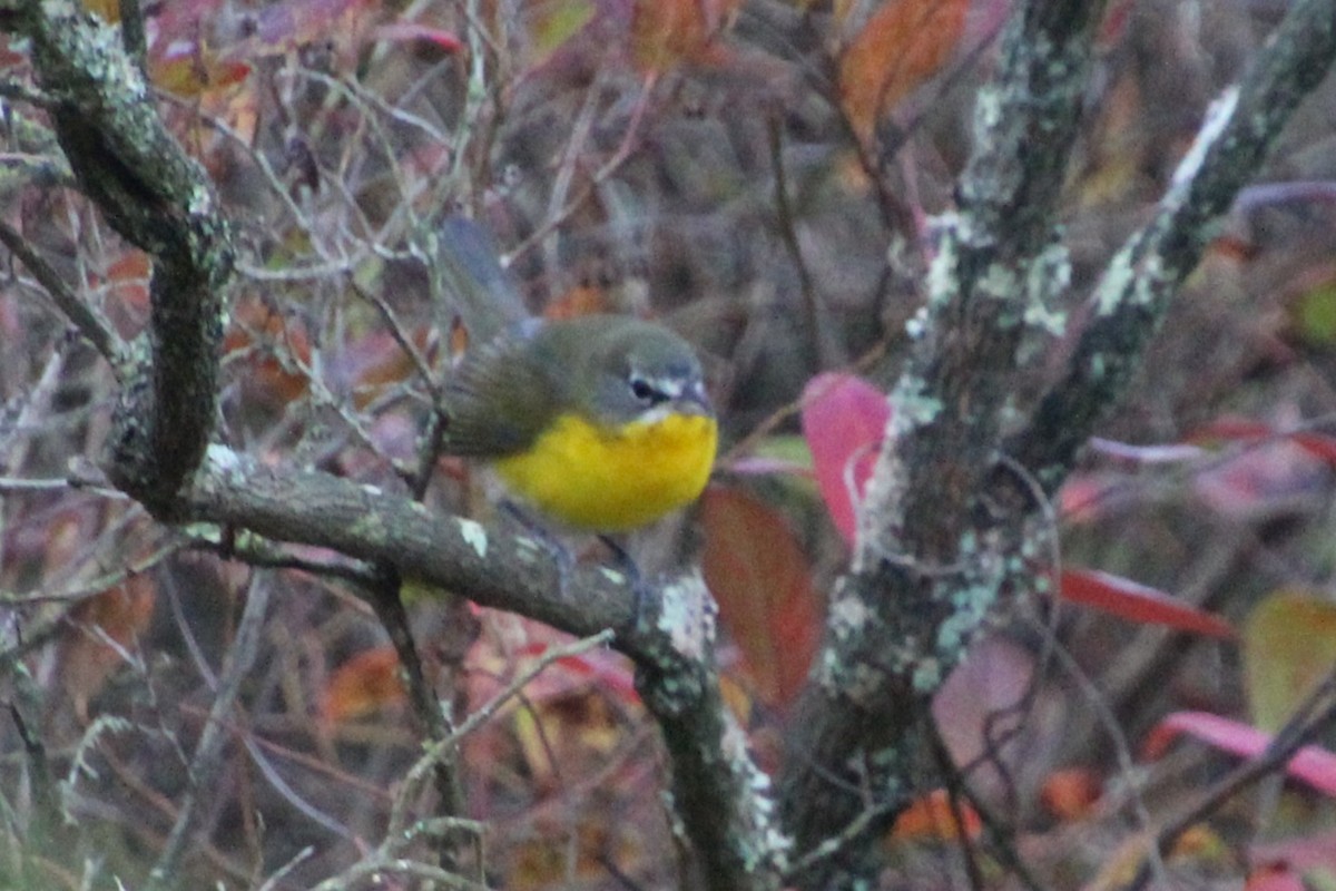 Yellow-breasted Chat - ML644542111