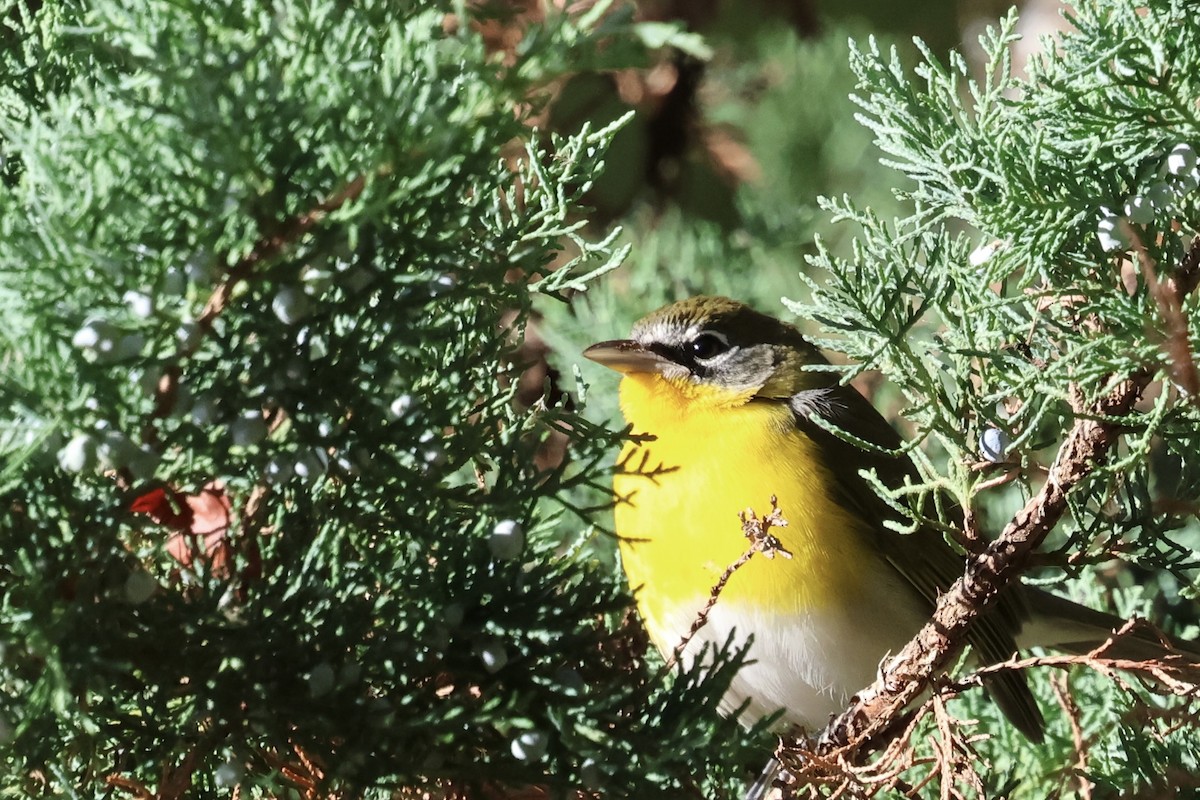 Yellow-breasted Chat - ML644542113