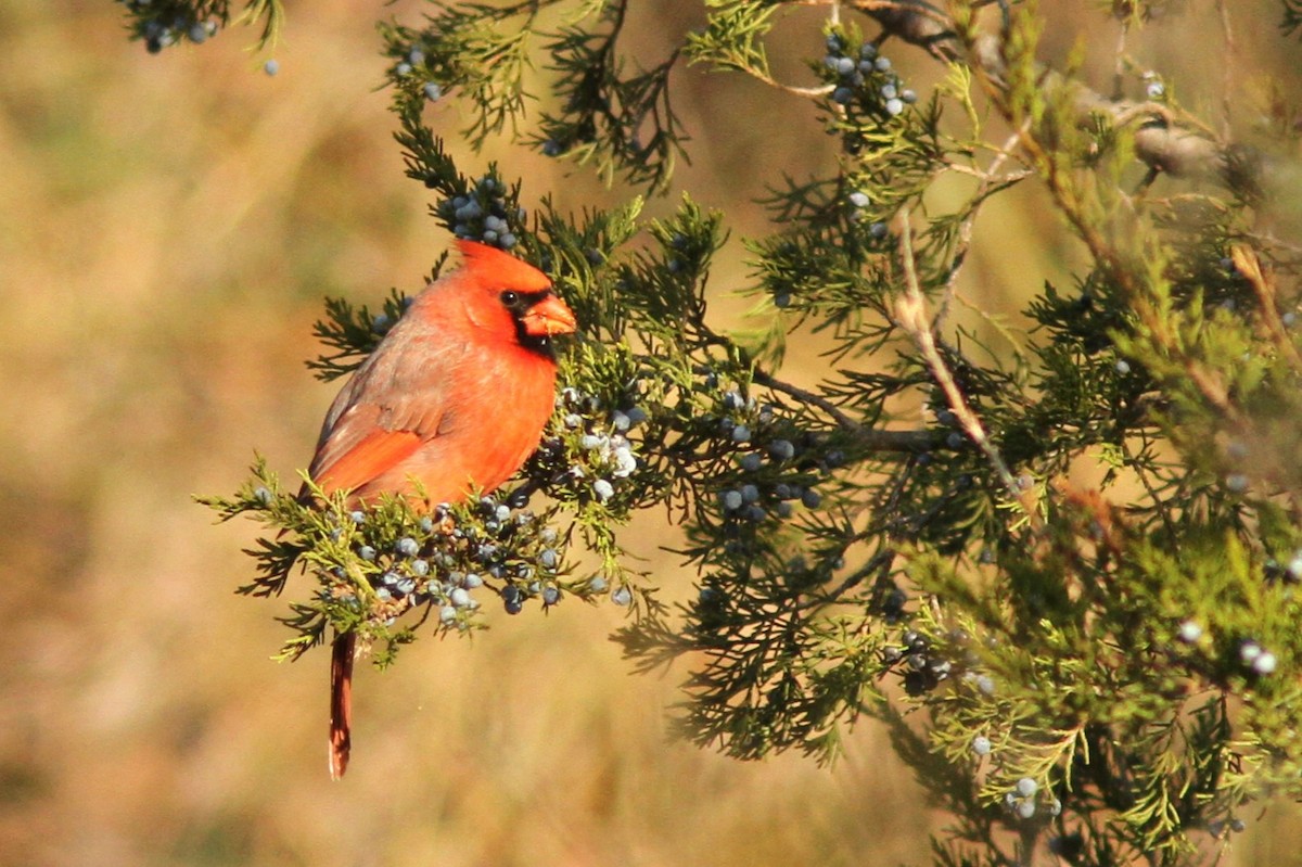 Northern Cardinal - ML644542115