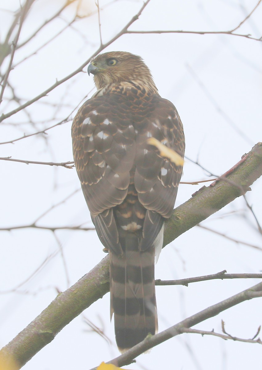 Cooper's Hawk - ML644542133